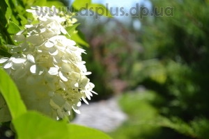 landshaft-dizain-dnepr (4)